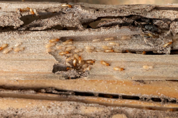 Best Affordable Exterminators  in Magnolia, AR